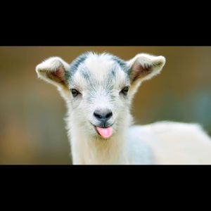 Meet your Posher, Dylan